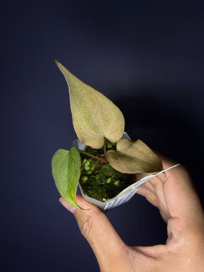 Anthurium papillilaminum ‘Dark’ × ‘Fort Sherman’ mint variegata
