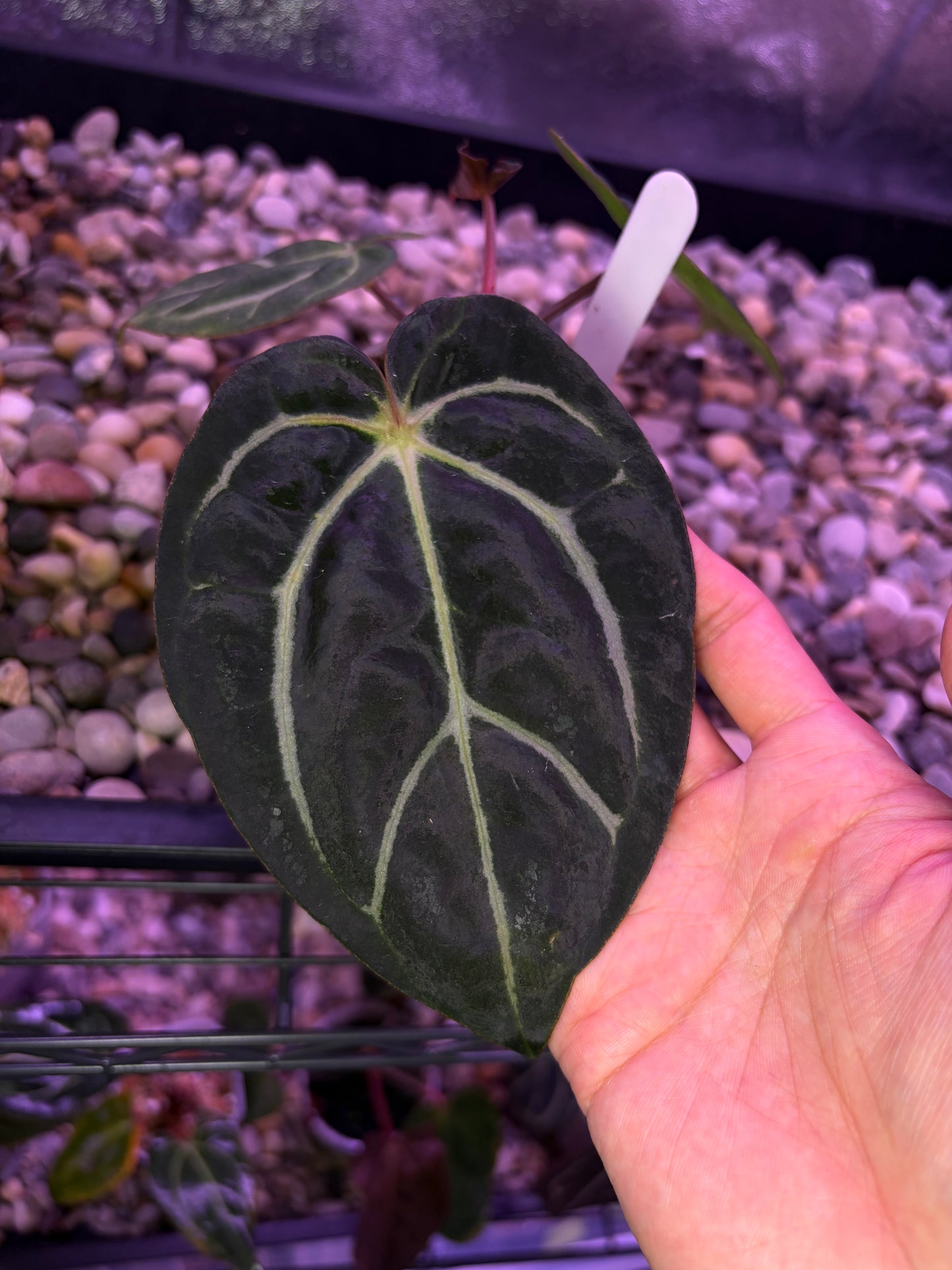 Anthurium carlablackiae (‘district’ × RA8)