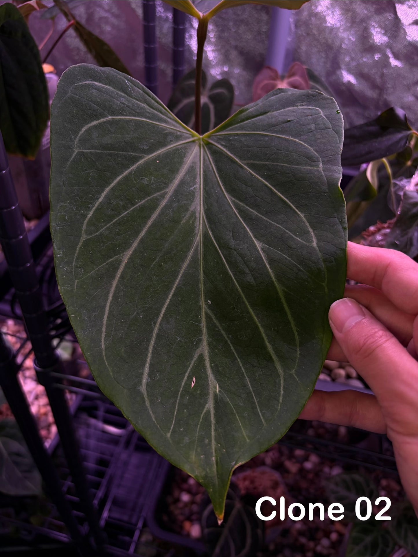 Anthurium King of Spades (HU) 'butterfly’ #3