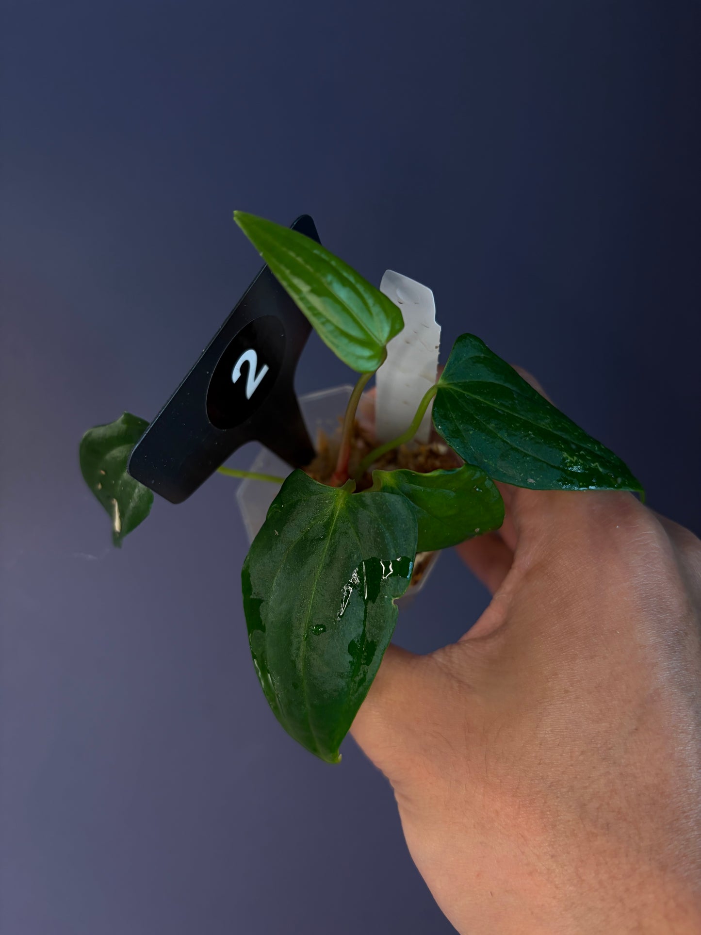 Anthurium ‘RVDP’ × (portillae ‘NSE’ × papillilaminum ‘FS’)