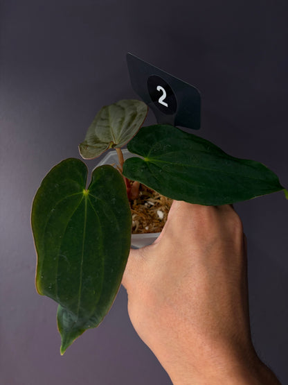 Anthurium antolakii/BVEP (‘Tezula’ × ‘Scott’)