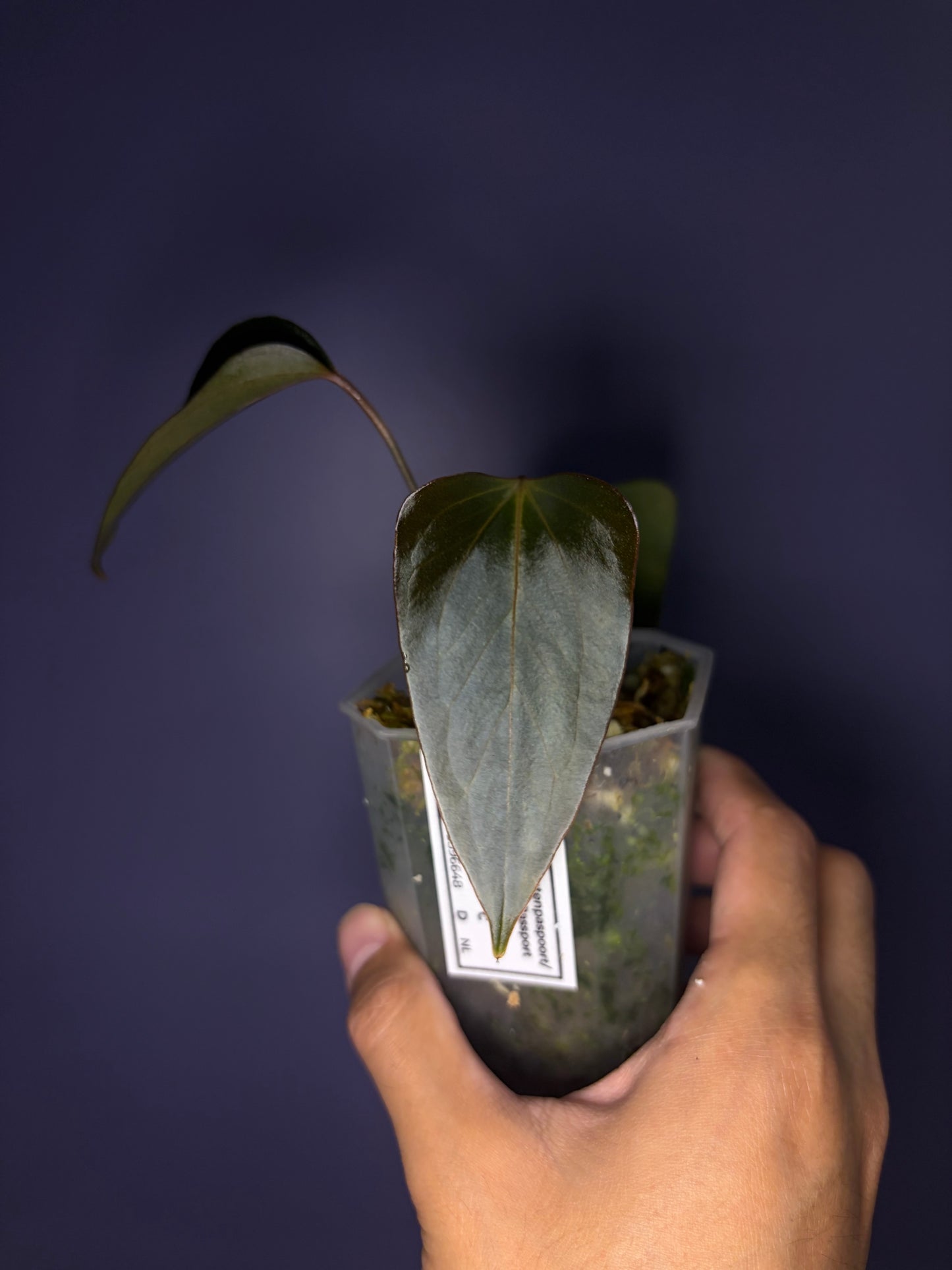 Anthurium ‘Black Sweet’ SF2
