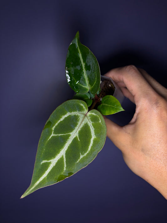 Anthurium ‘Silver butterfly’ × Red crystallinum