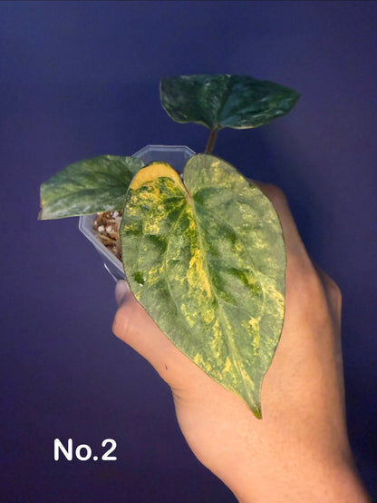 Anthurium papillilaminum var. × luxurians