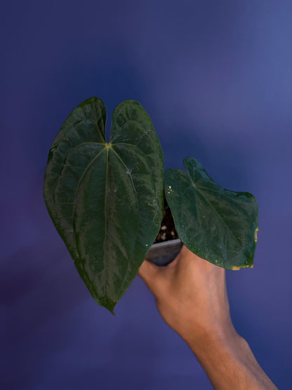 Anthurium dressleri RG × ‘Red Vein Dark Phoenix (RVDP)’