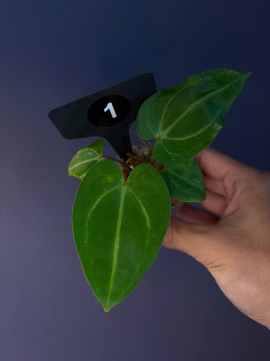 Anthurium ‘Carlablackiae’ (RA5×RA10) × self