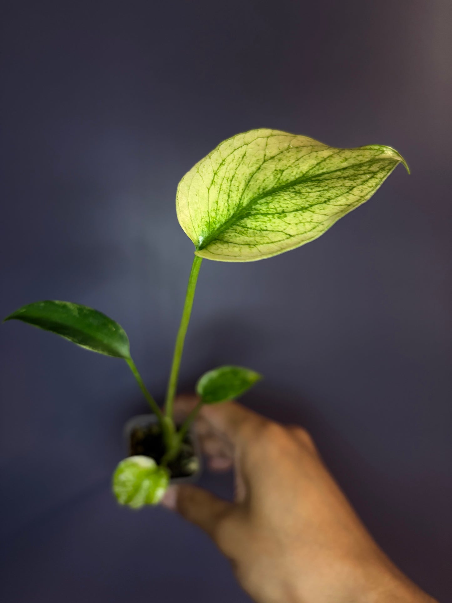 Monstera mint variegata