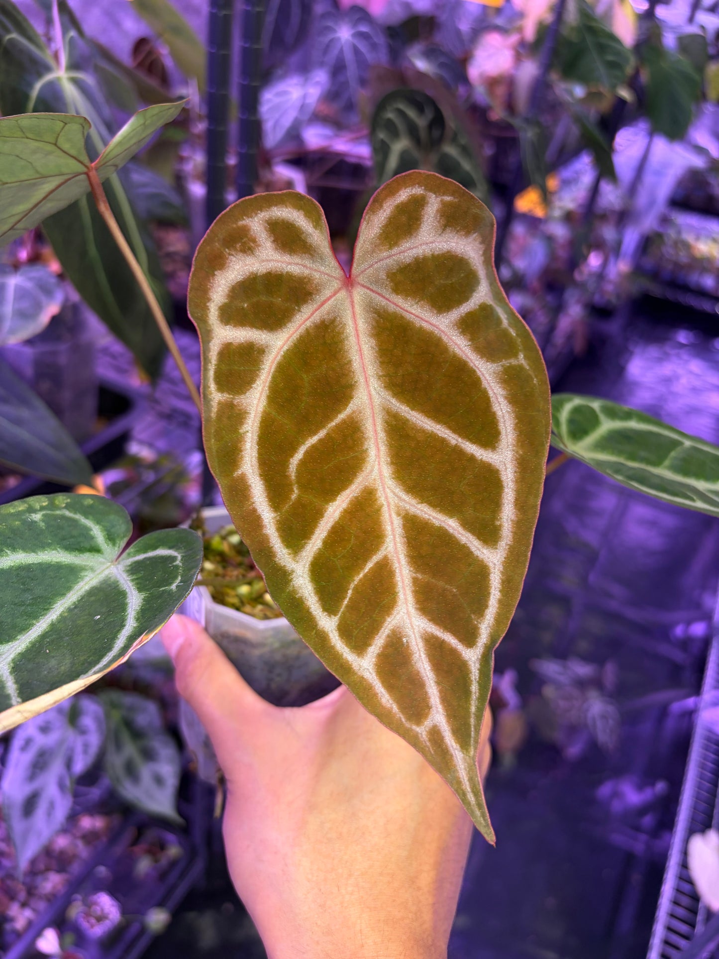 Anthurium ‘Dreamweaver’ × ‘FTG’ Crystallinum