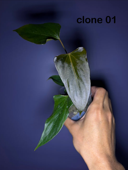 Anthurium ‘Black Sweet’ SF2
