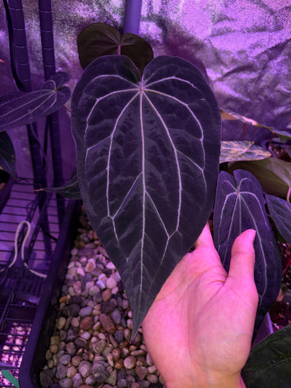 Anthurium ‘Michelle’ ‘1’ × ‘Black widow’ ‘13’ #1 - clone