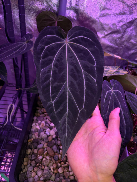 Anthurium ‘Michelle’ ‘1’ × ‘Black widow’ ‘13’ #1
