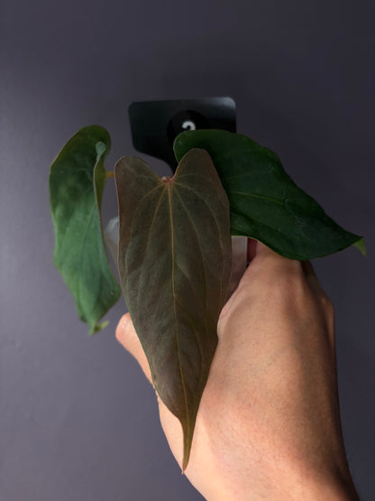 Anthurium antolakii/BVEP (‘Tezula’ × ‘Scott’)