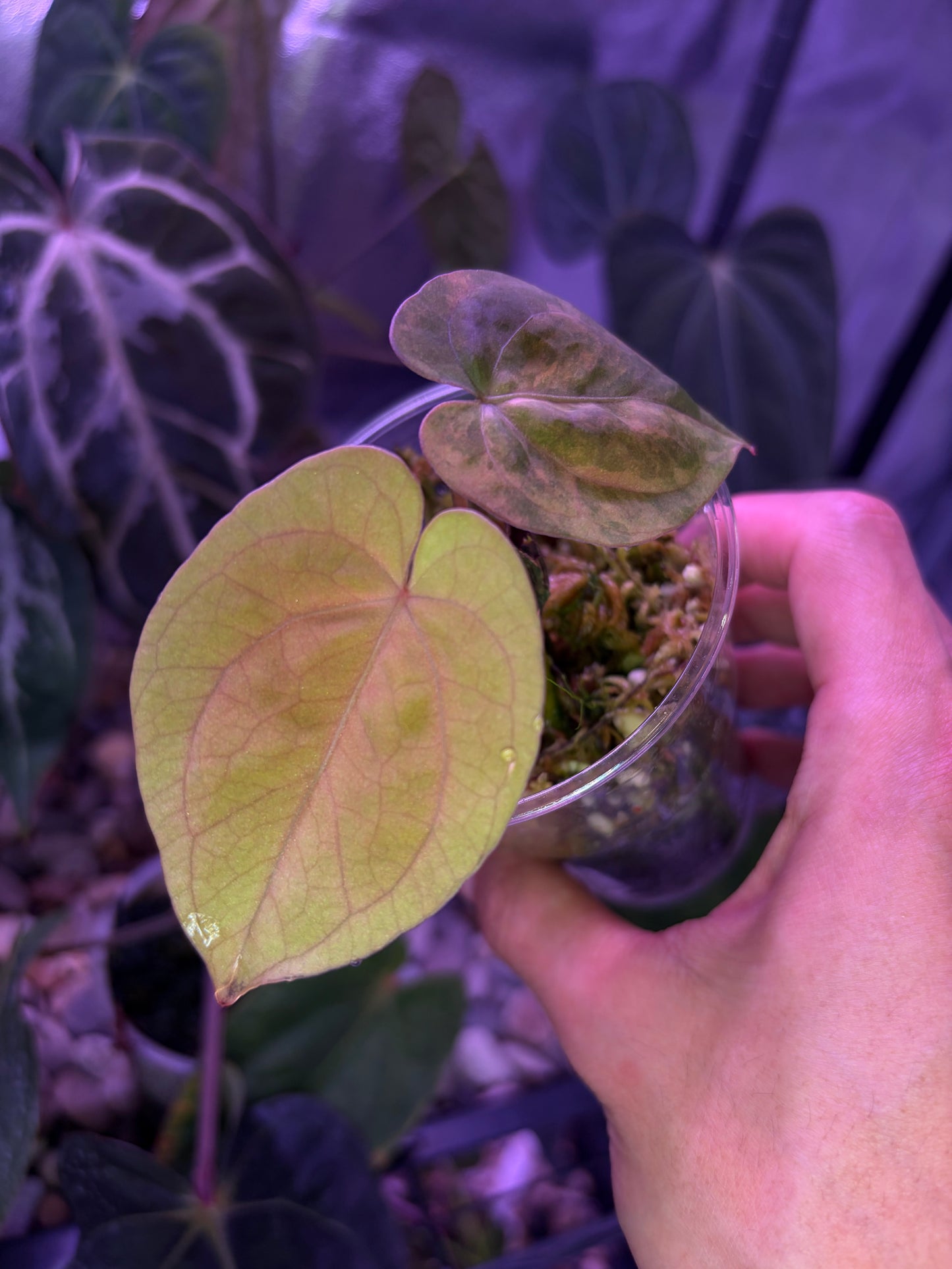 Anthurium papillilaminum var. x (Fort Sherman x Ralph Lynam)