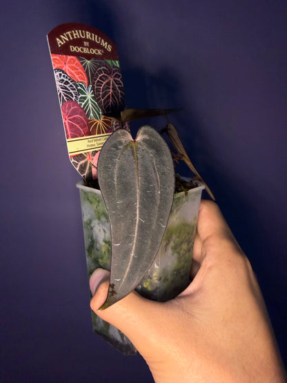 Docblock Red velvet cake ‘24’ x Home, sweet home ‘32’ (selected #2)