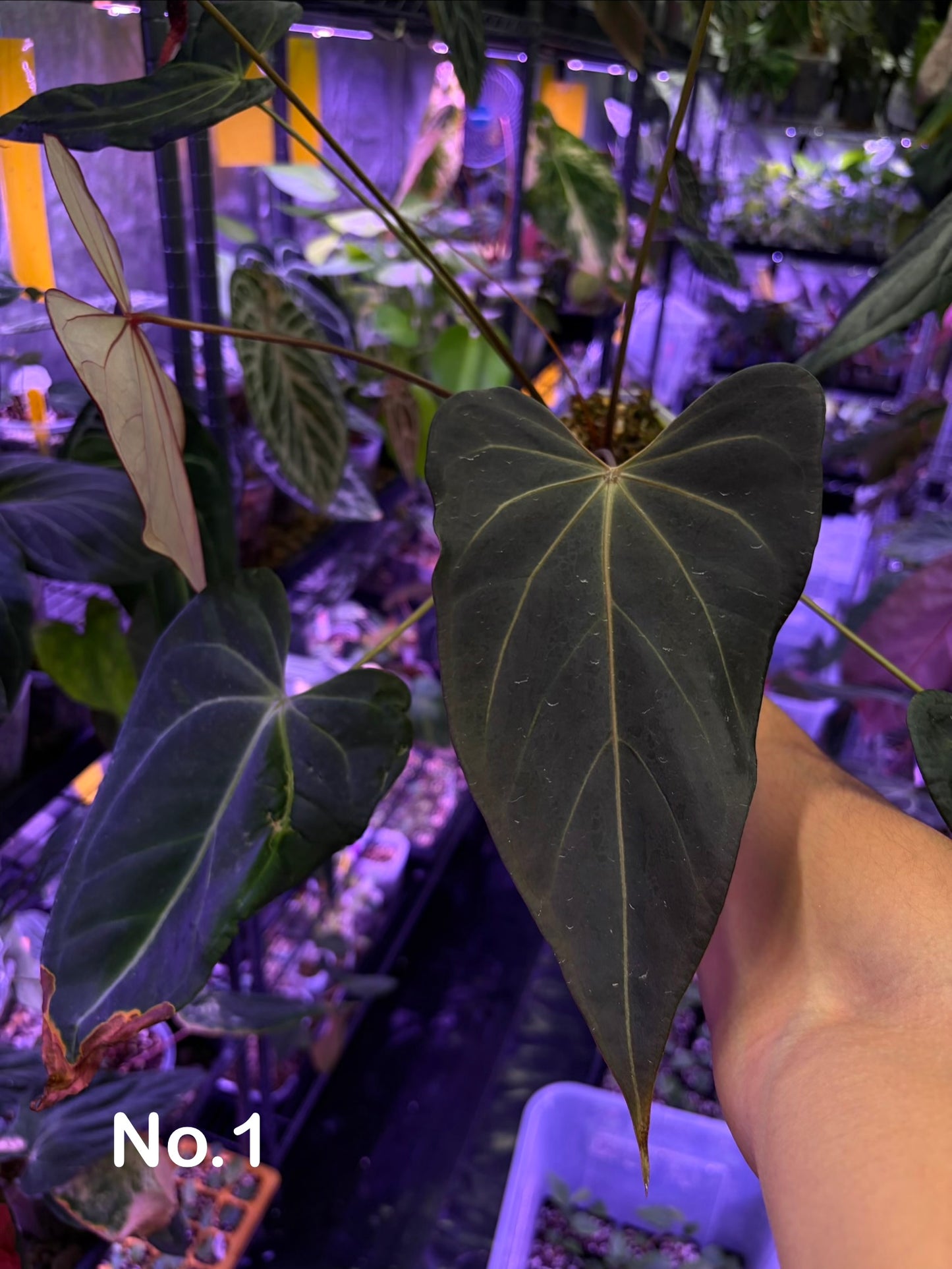Docblock Dark & handsome ‘9’ × Red velvet cake ‘24’ #3 - mother plant