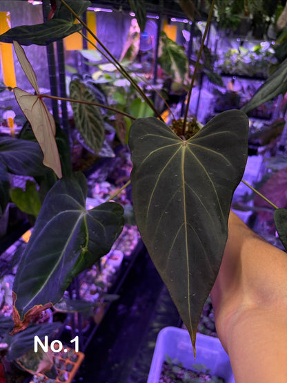 Docblock Dark & handsome ‘9’ × Red velvet cake ‘24’ #3 - mother plant