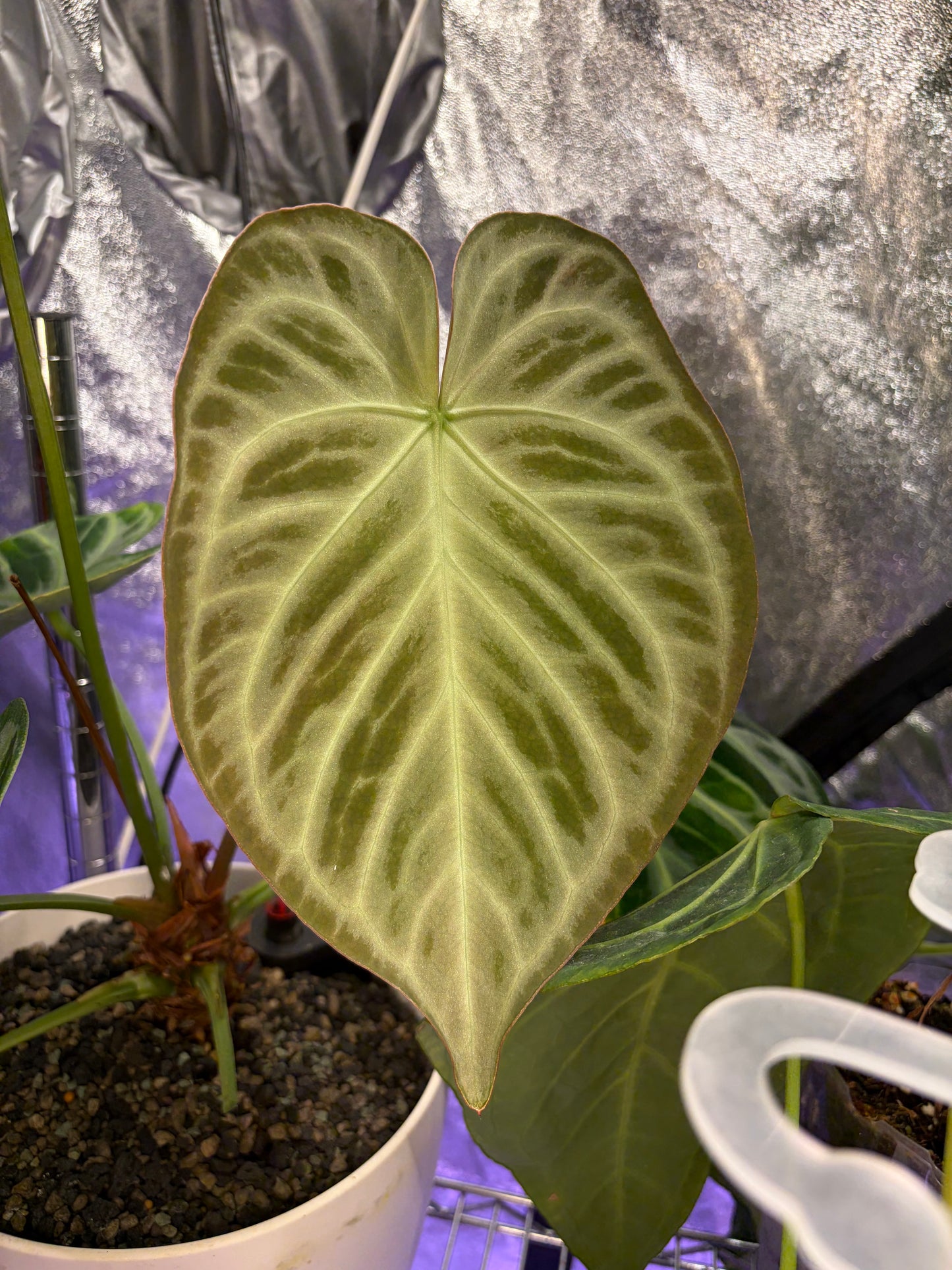 Anthurium ‘Silver blush’