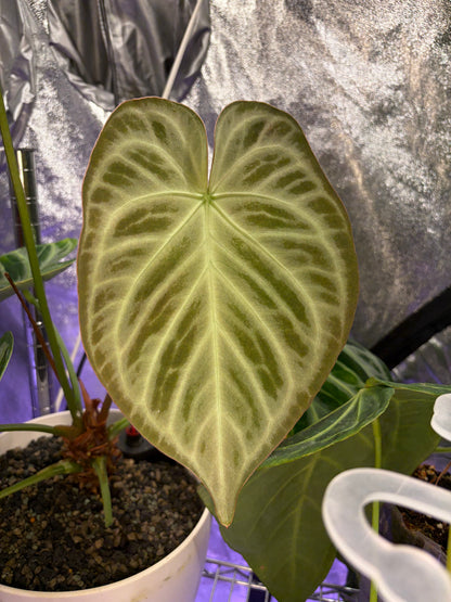 Anthurium ‘Silver blush’