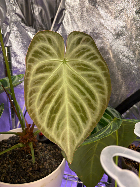 Anthurium ‘Silver blush’