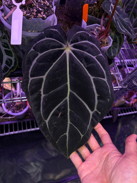 Anthurium carlablackiae OG4 × RA5