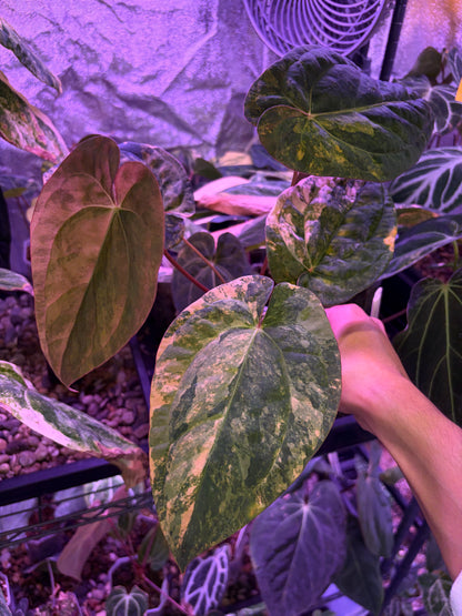 Anthurium papillilaminum var. × ‘Twin Phoenix’
