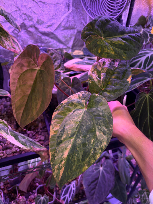 Anthurium papillilaminum var. × ‘Twin Phoenix’