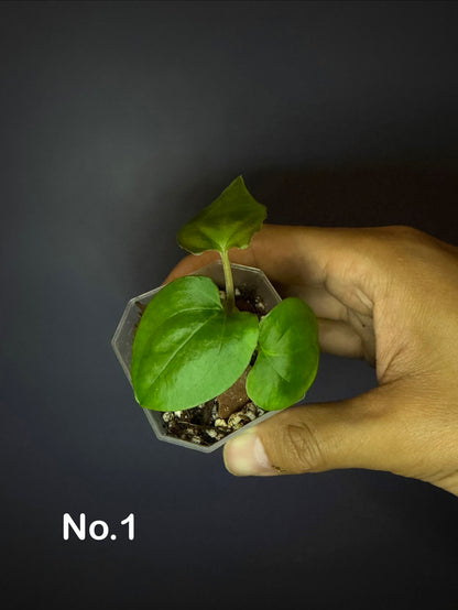 Anthurium Papillilaminum (RL × FS) ‘Flat’ × (RA2 × RA8)