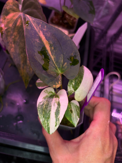 Anthurium papillilaminum var. × ‘BVEP’ [Tezula]