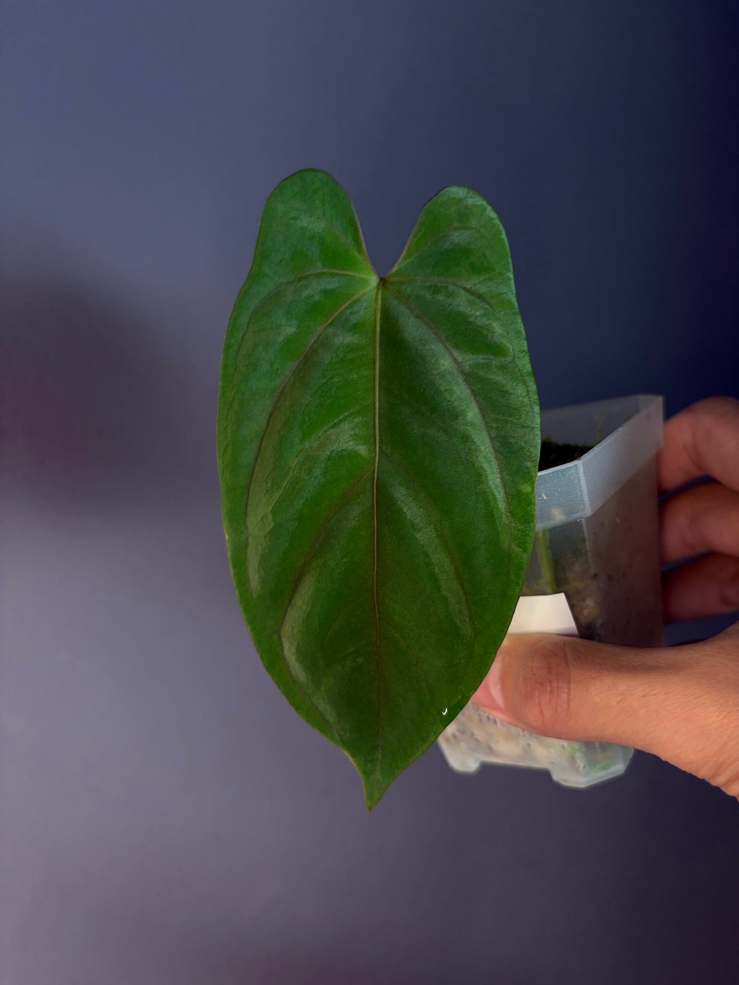 Anthurium Papillilaminum ‘Marie’ × ‘Incurved lobes’