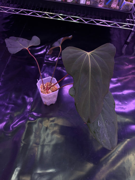 Anthurium Blue Papillilaminum × Indo Portillae (selected)