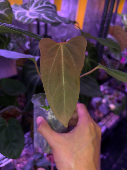 Anthurium (Papillilaminum ‘Marie’ × ‘Incurved lobes’) × Indo Portillae