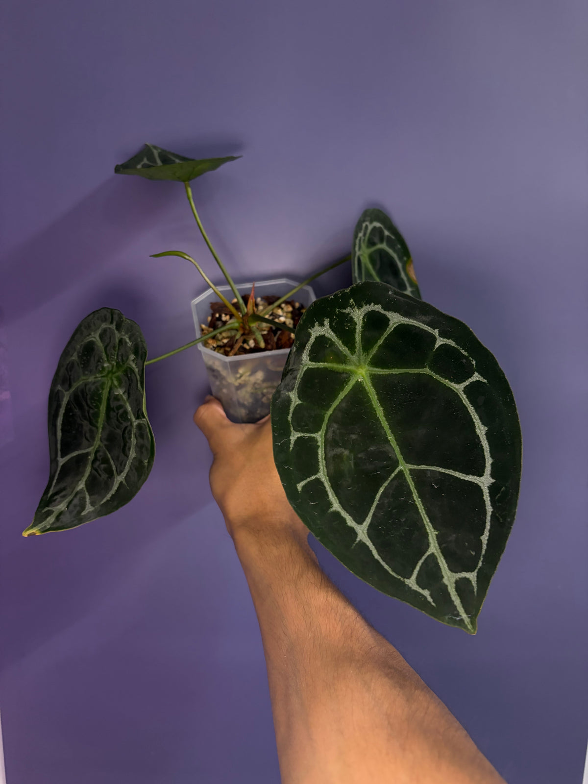 Anthurium crystal shield