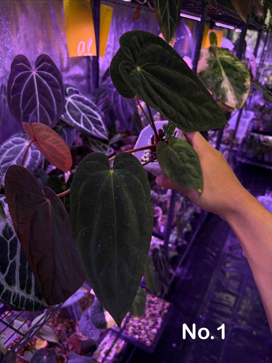 Anthurium Antolakii/BVEP (Round × Felix) × Papi (RL × FS)
