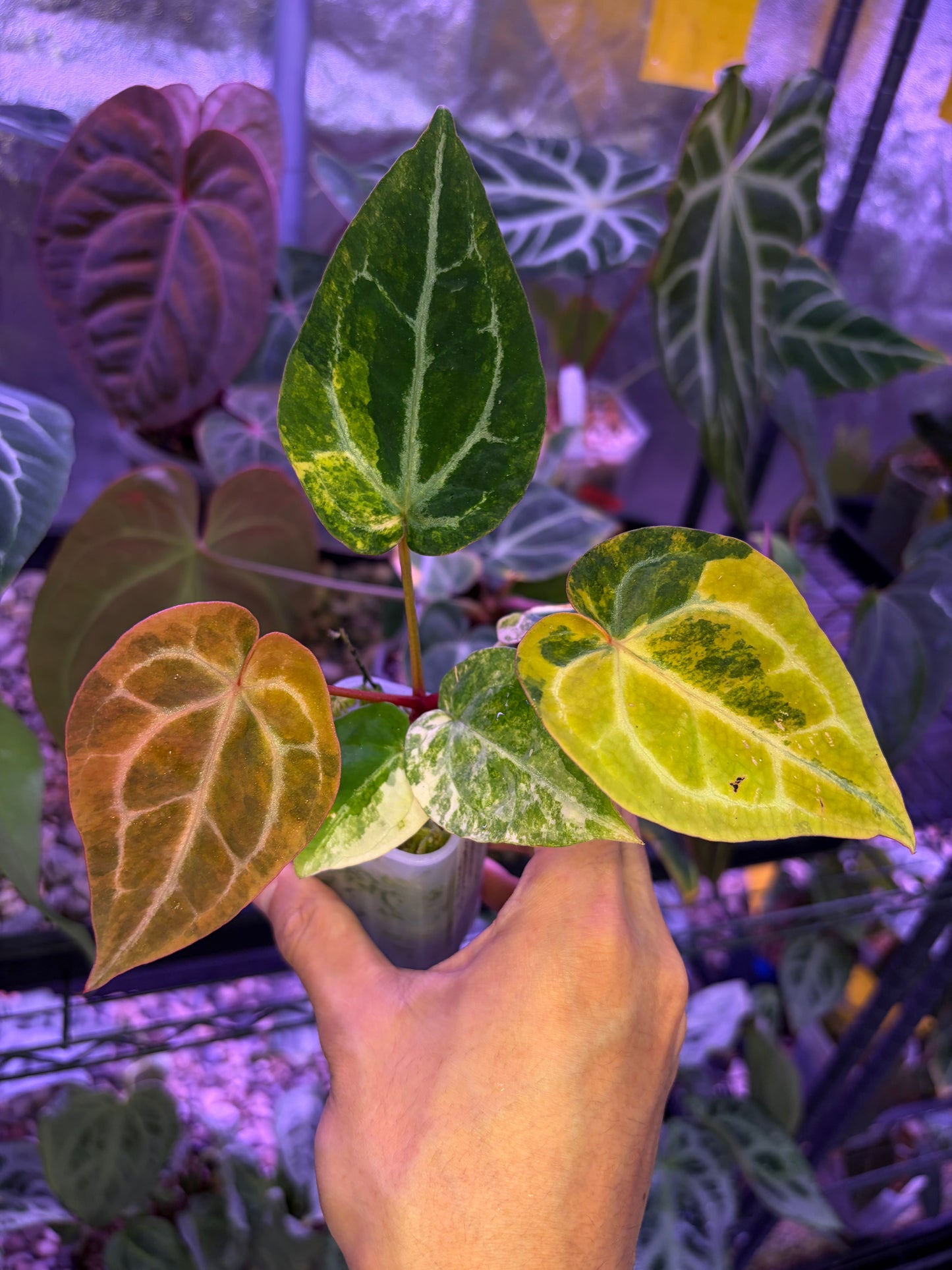 Anthurium forgetii ‘Australia’ var. × ‘Michelle’ var.