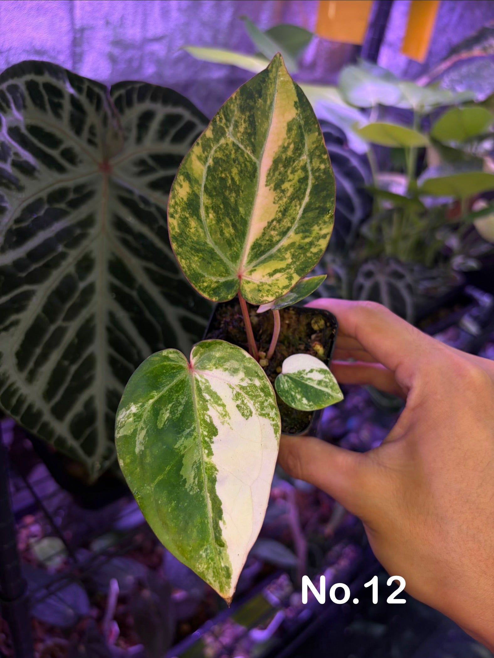 Anthurium papillilaminum var. × ('Red Crystallinum' [Tezula