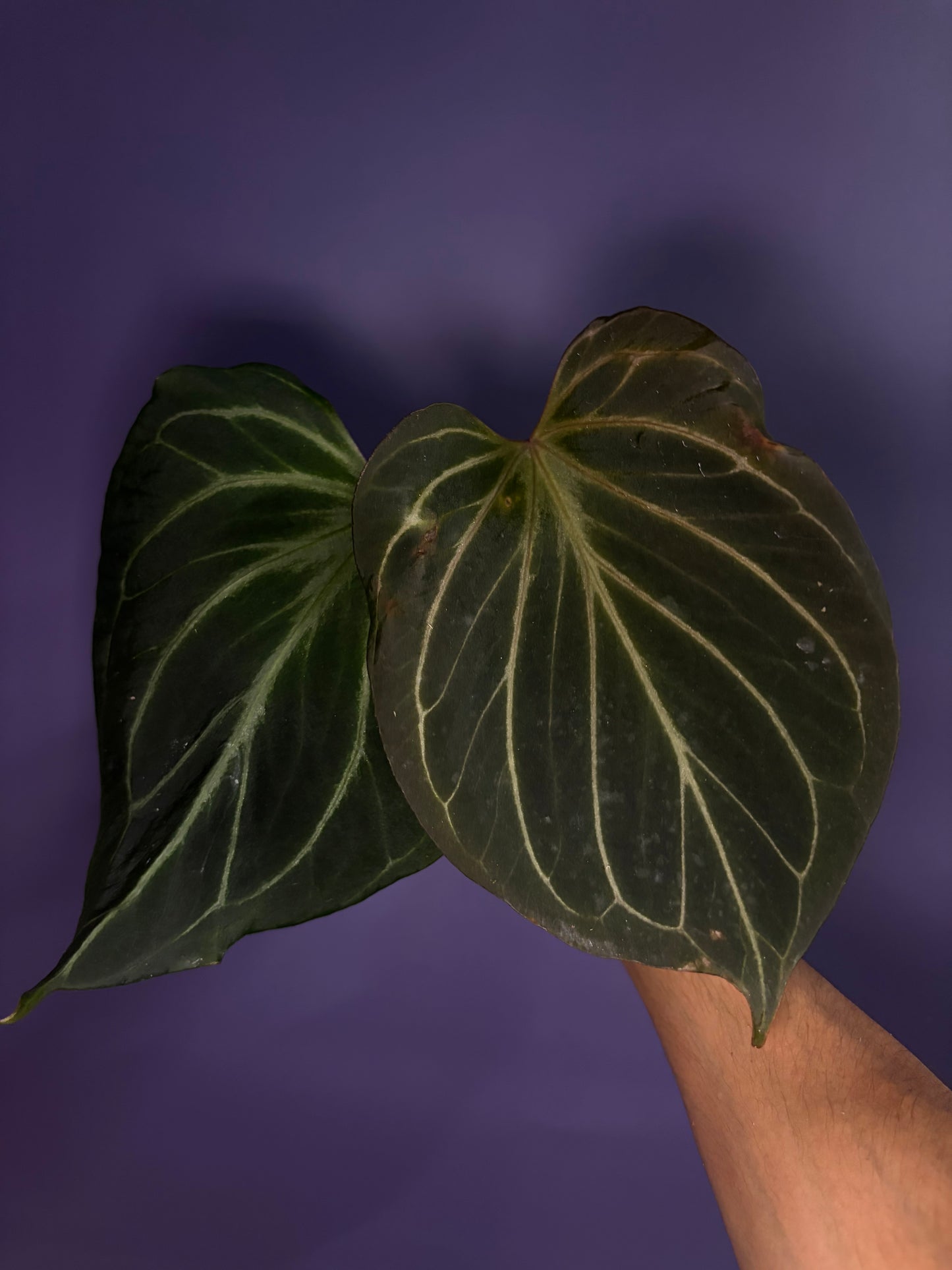 Anthurium King of Spades (HU) 'butterfly’ - selected #5