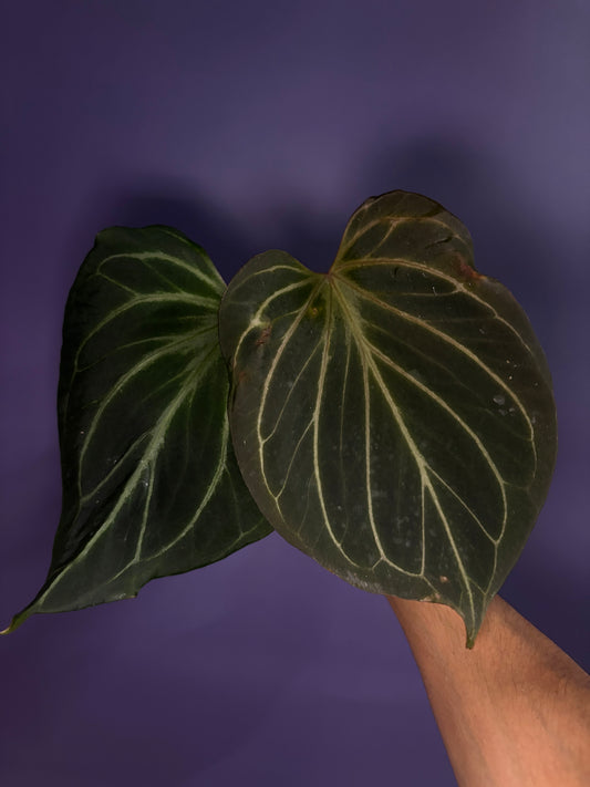 Anthurium King of Spades (HU) 'butterfly’ - selected #5