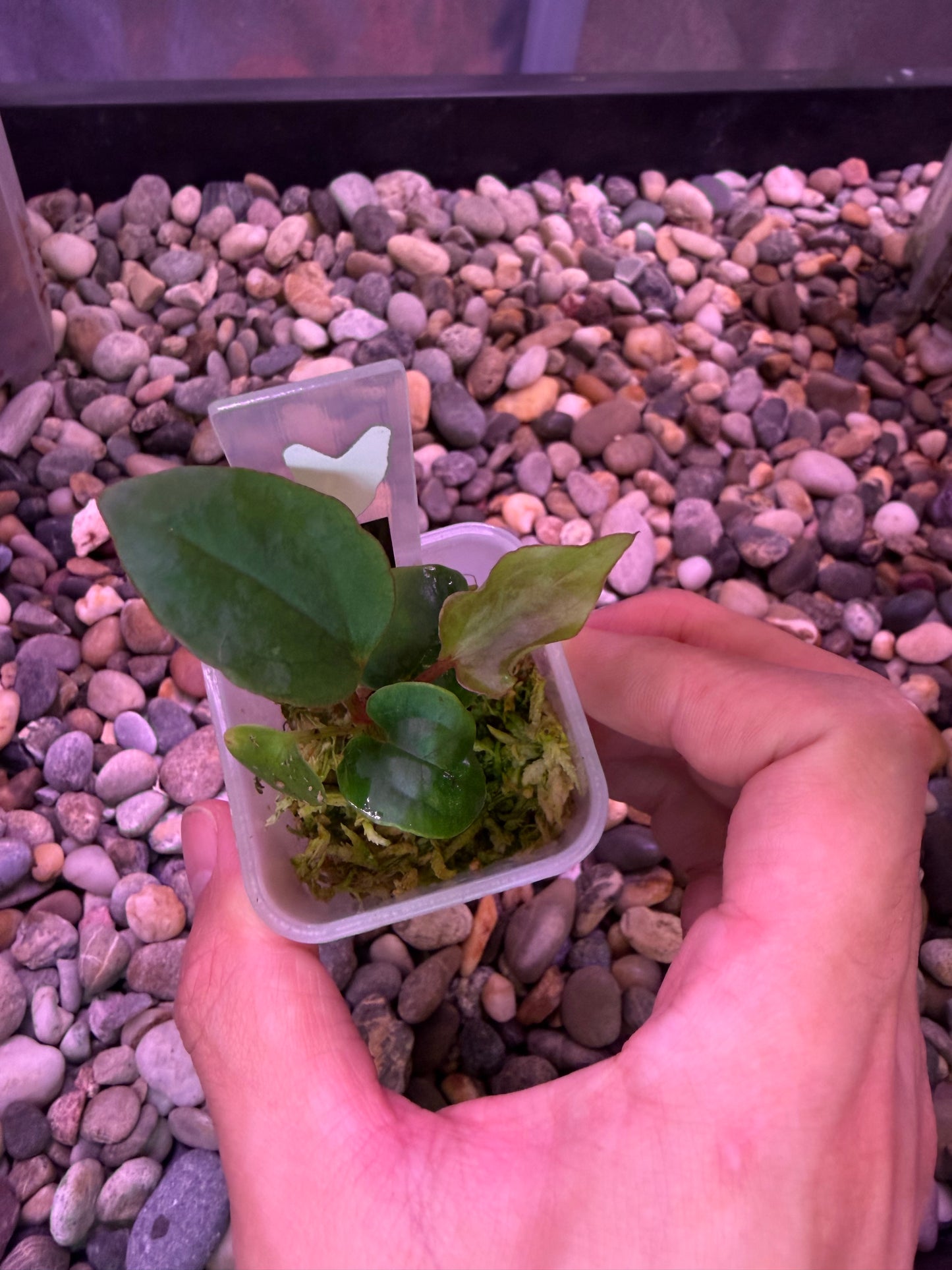 Anthurium (RL x FS) ‘Rouge’ x self