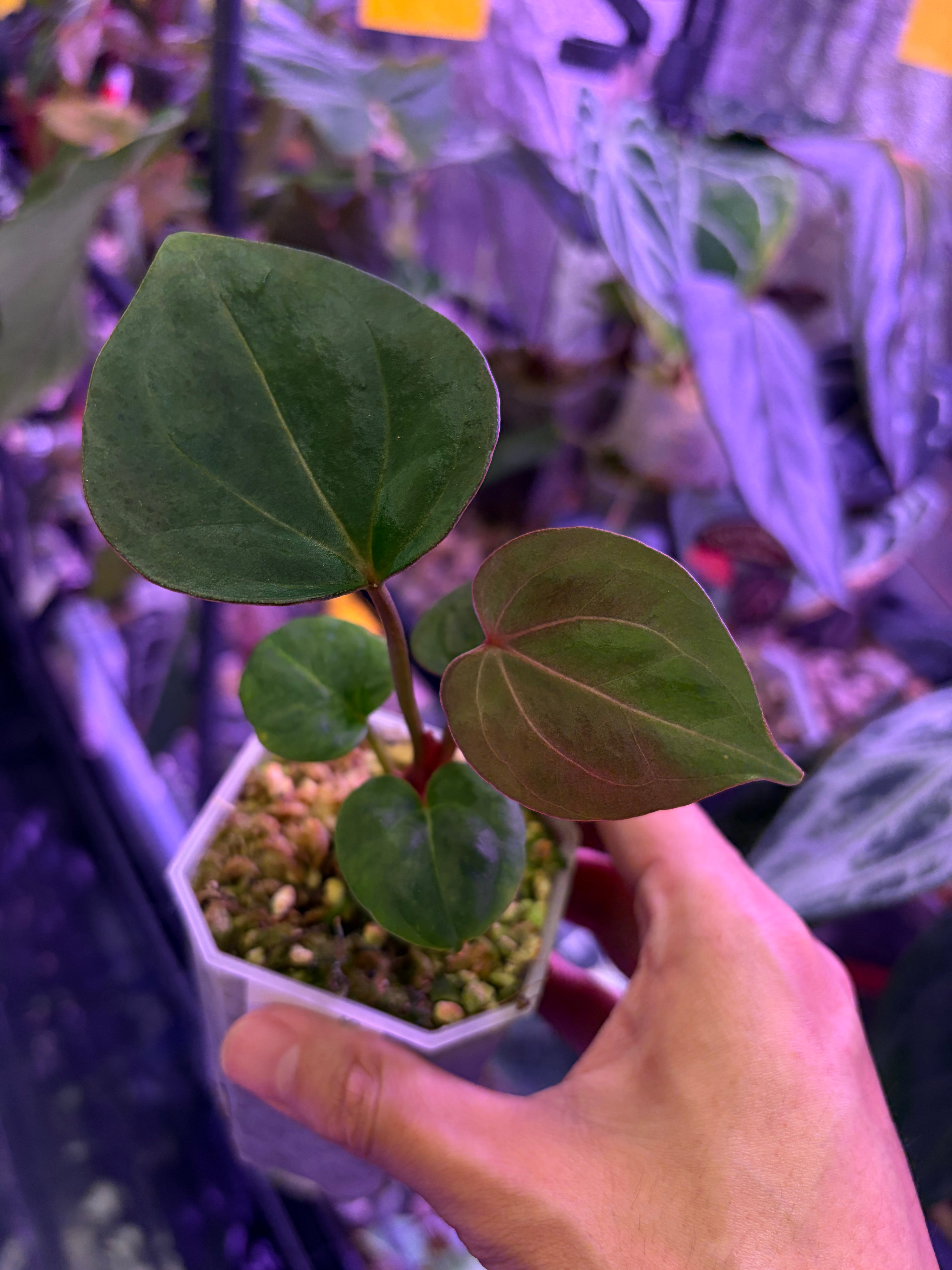 アンスリウム King of Spades（KOS） ANTHURIUM KING OF SPADES , KOS- Rare - Jiffy Plants