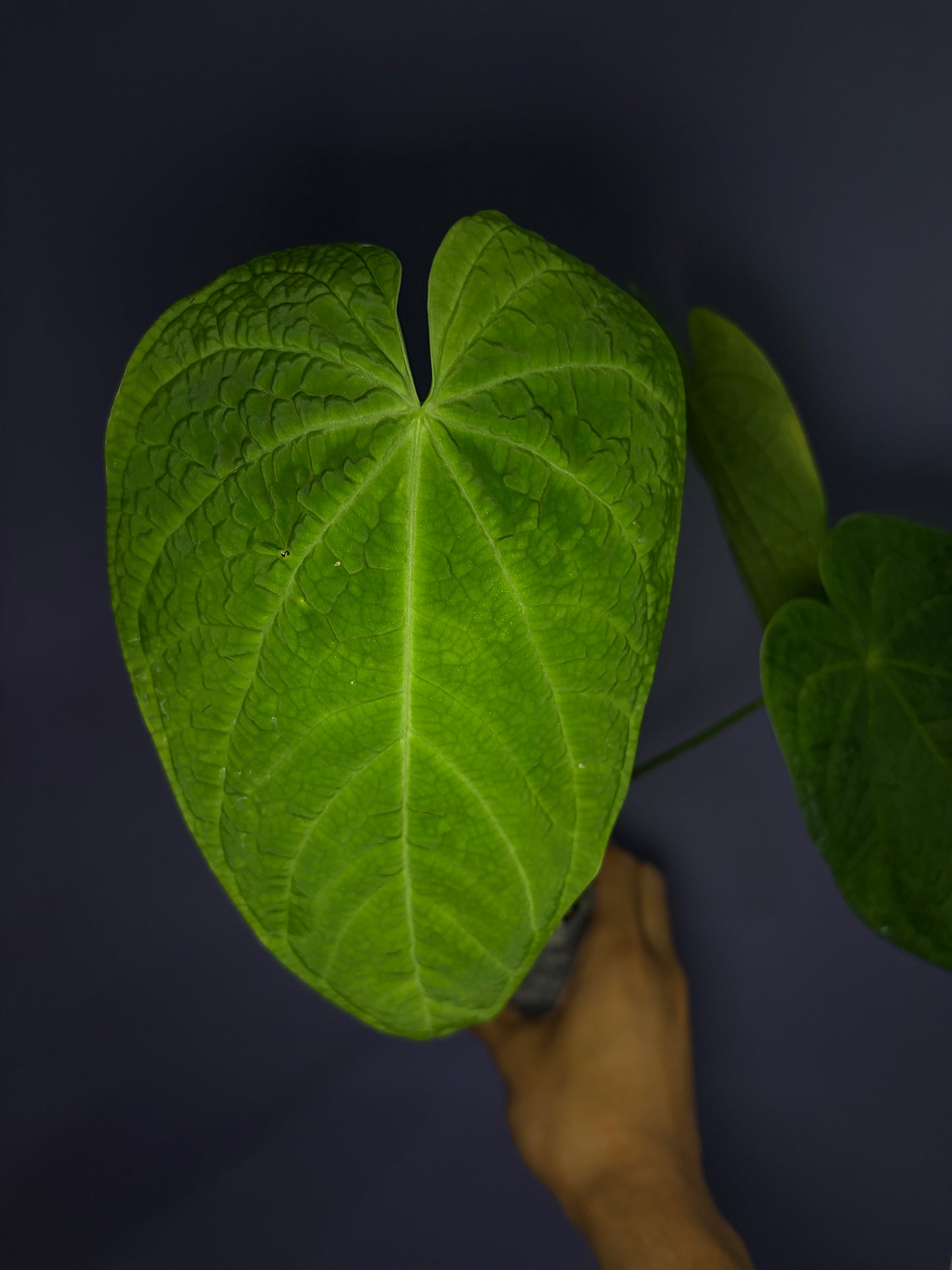 Anthurium rotolanteum - clone