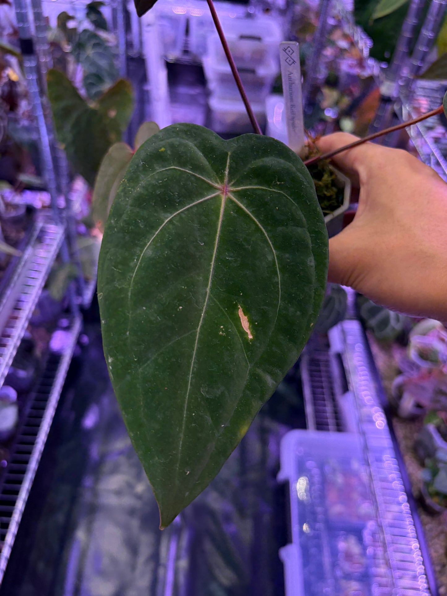 Anthurium Red Spider