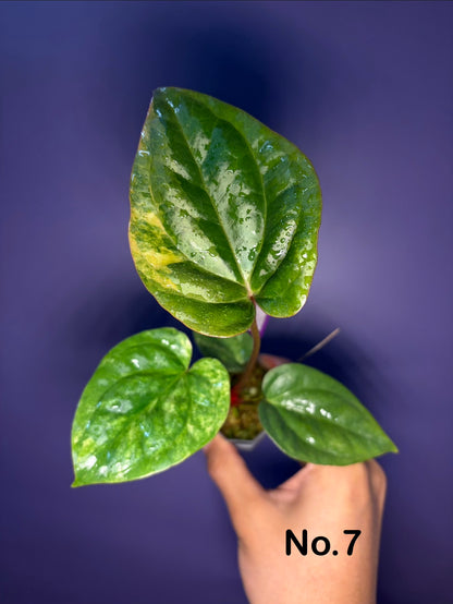 Anthurium papillilaminum var. × luxurians
