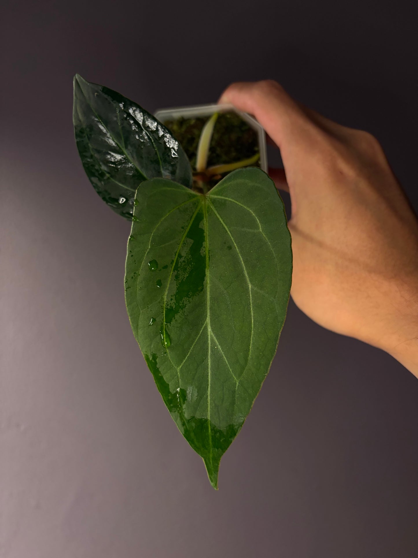 Anthurium King of Spades/HU (selected #2)