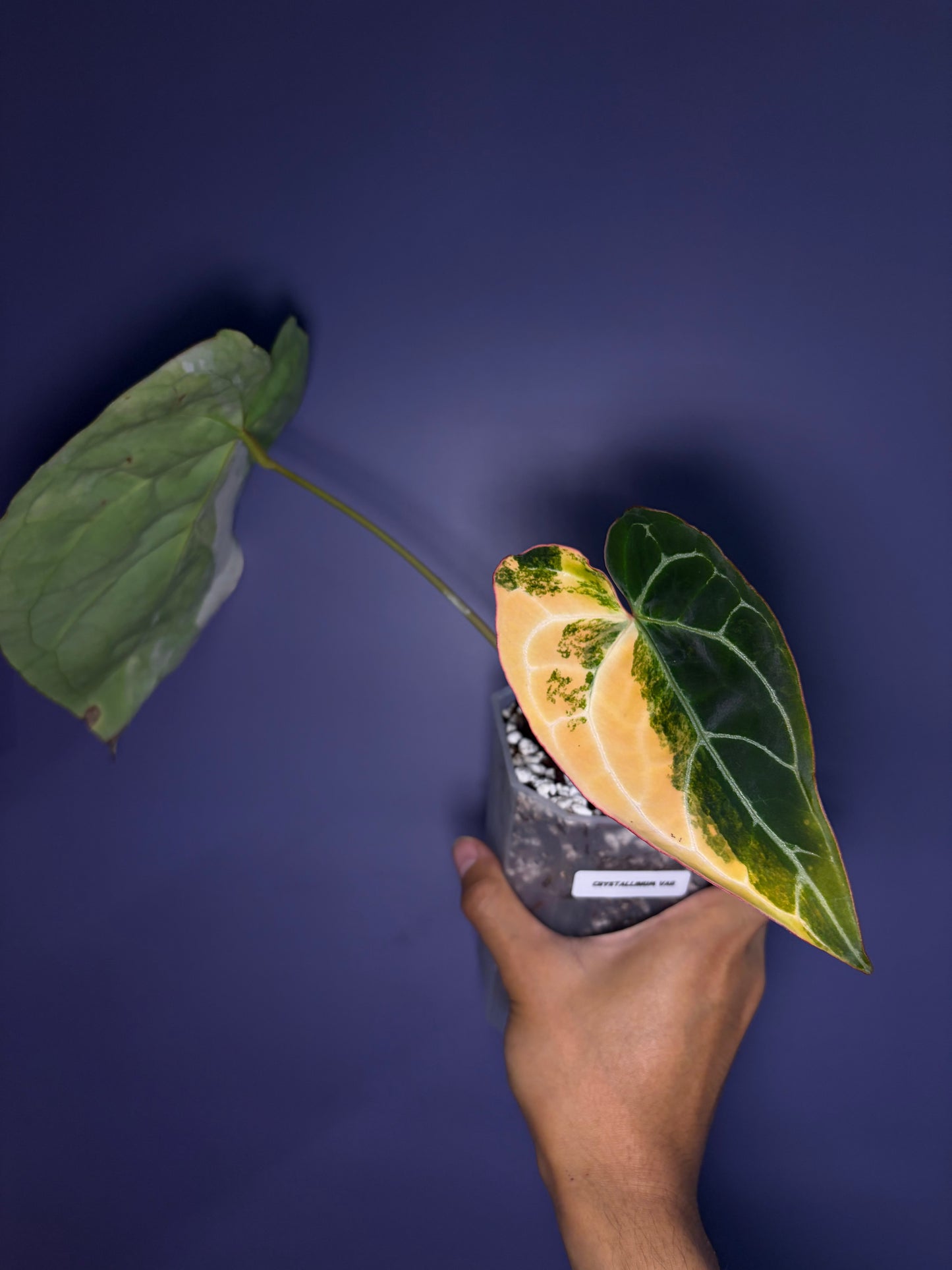 Anthurium crystallinum variegata