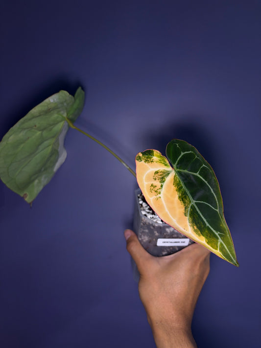 Anthurium crystallinum variegata