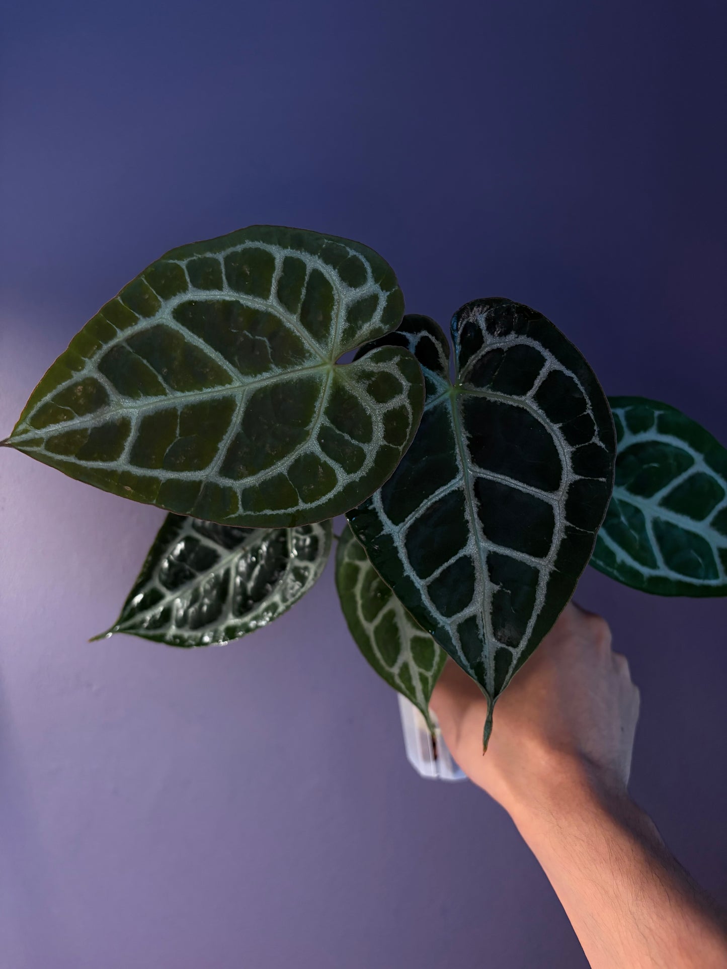 Anthurium ‘Raijin’ (Muchlis × Forgetii) × Michelle