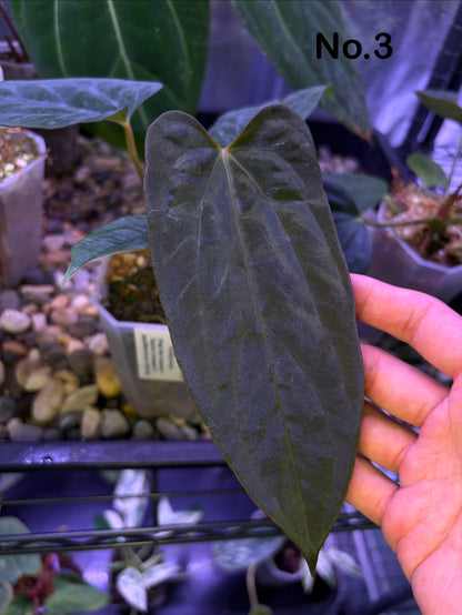 Anthurium (‘Papi Ree Gardens’ × ‘Eastern Dressleri’) × papillilaminum (FS×RL) (JV)