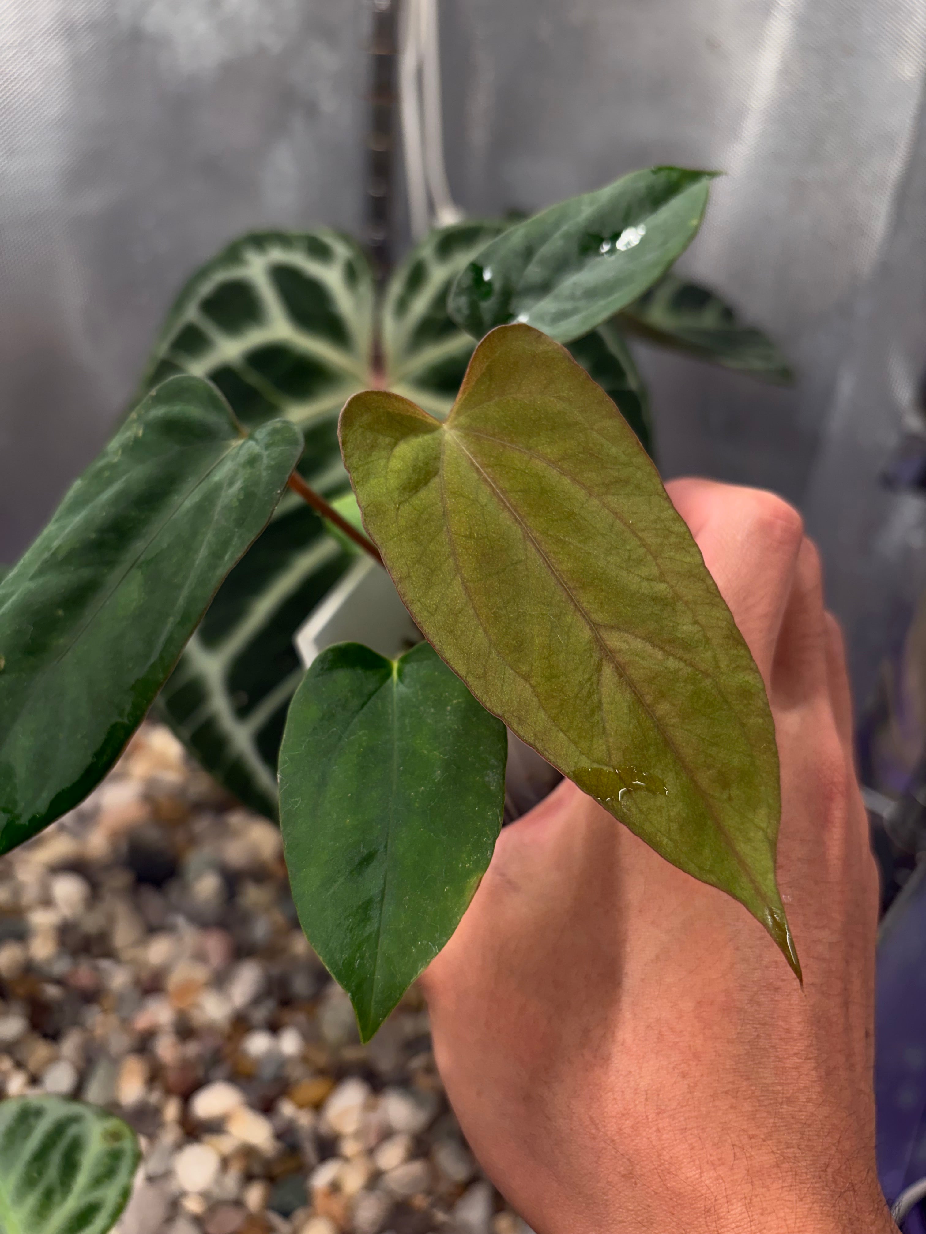 g*き様 Anthurium “papi RL（JV）× FS（JV）” x R g*き様 Anthurium “papi RL（JV）× FS（JV）” x R Anthurium