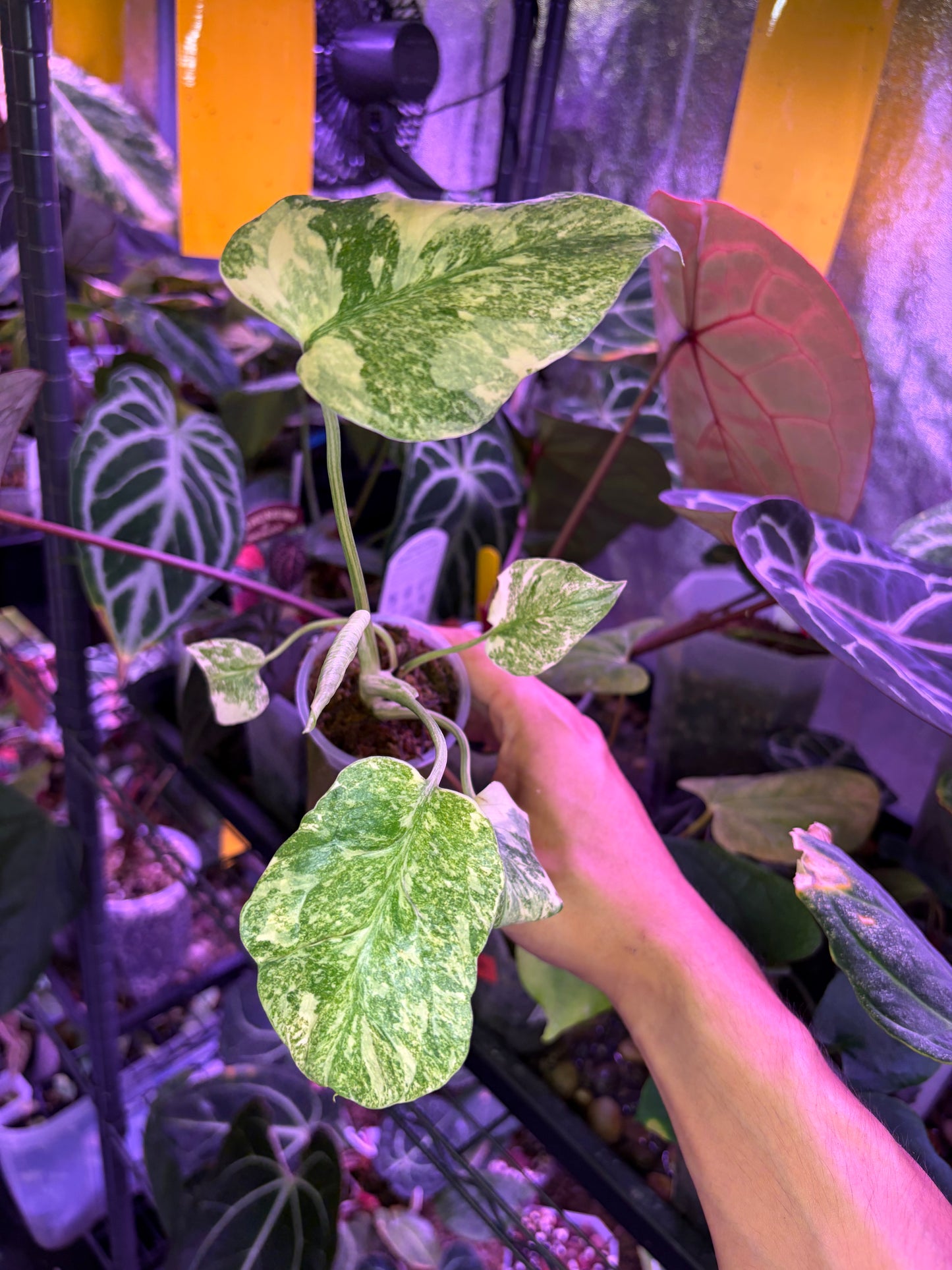 Monstera deliciosa ‘Legacy’