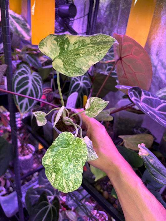 Monstera deliciosa ‘Legacy’
